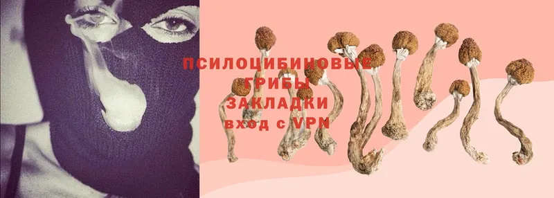 Галлюциногенные грибы Cubensis  Дудинка 